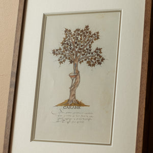 Garane Tree