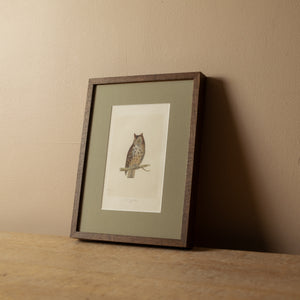 Mottled Owl
